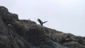 Cóndor liberación (2)